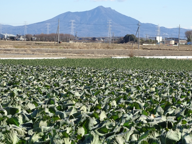 筑波山と畑